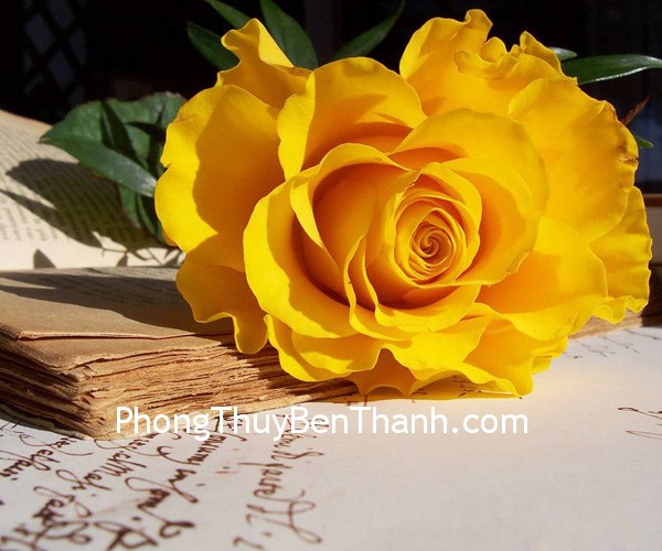 hoa hong may man trong tinh yeu Biểu Tượng Phong Thủy: Hoa hồng biểu tượng của tình yêu